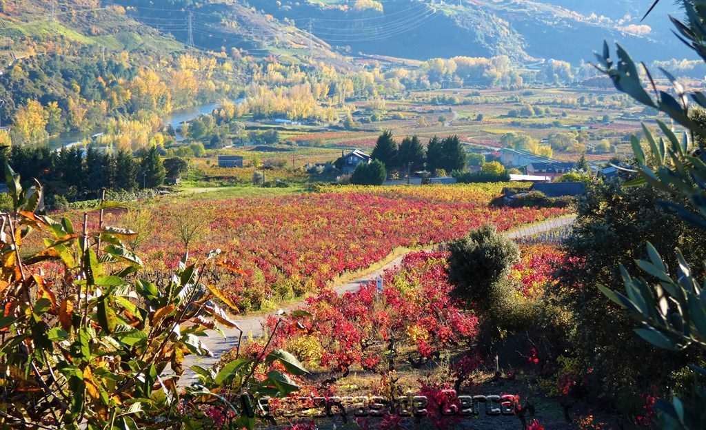 La imagen tiene un atributo ALT vacío; su nombre de archivo es valdeorrasdecerca_vinedos_2020_11_10.jpg